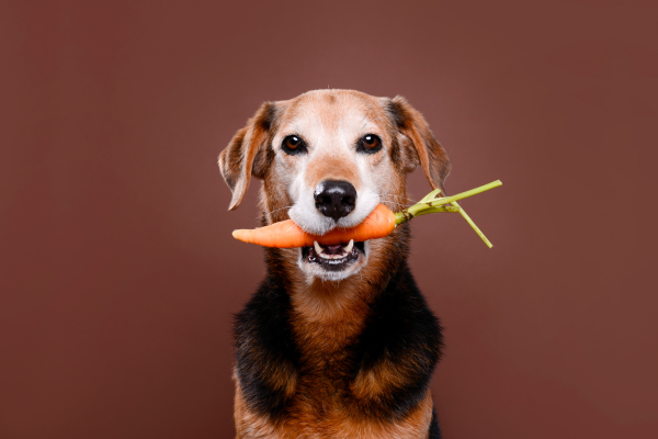 Qué esperar cuando tu perro cambia a una dieta vegana