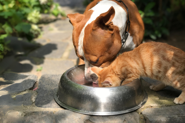 Cuál es la cantidad de comida adecuada para tu perro o gato