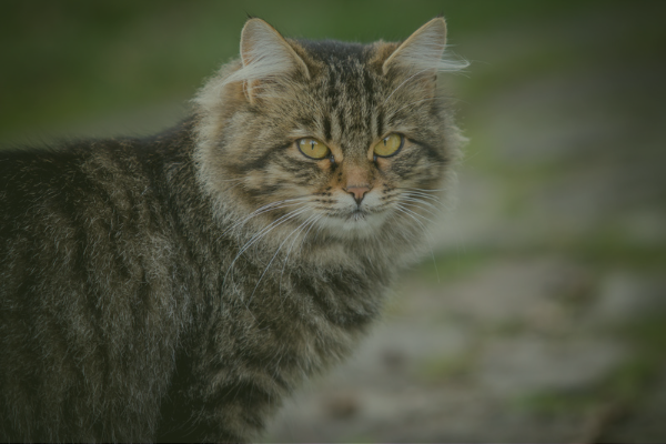 gato con sobrepeso